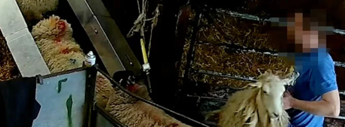 Sheep about to be killed in a slaugherhouse